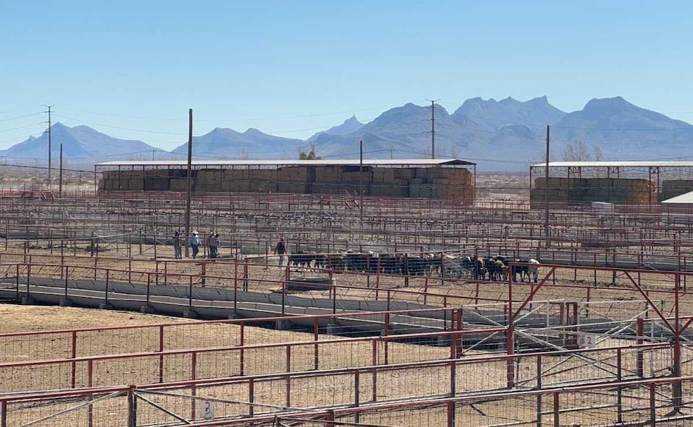 Confirman primer caso de gusano barrenador en Chihuahua; activan cerco sanitario.
Foto: Especial.