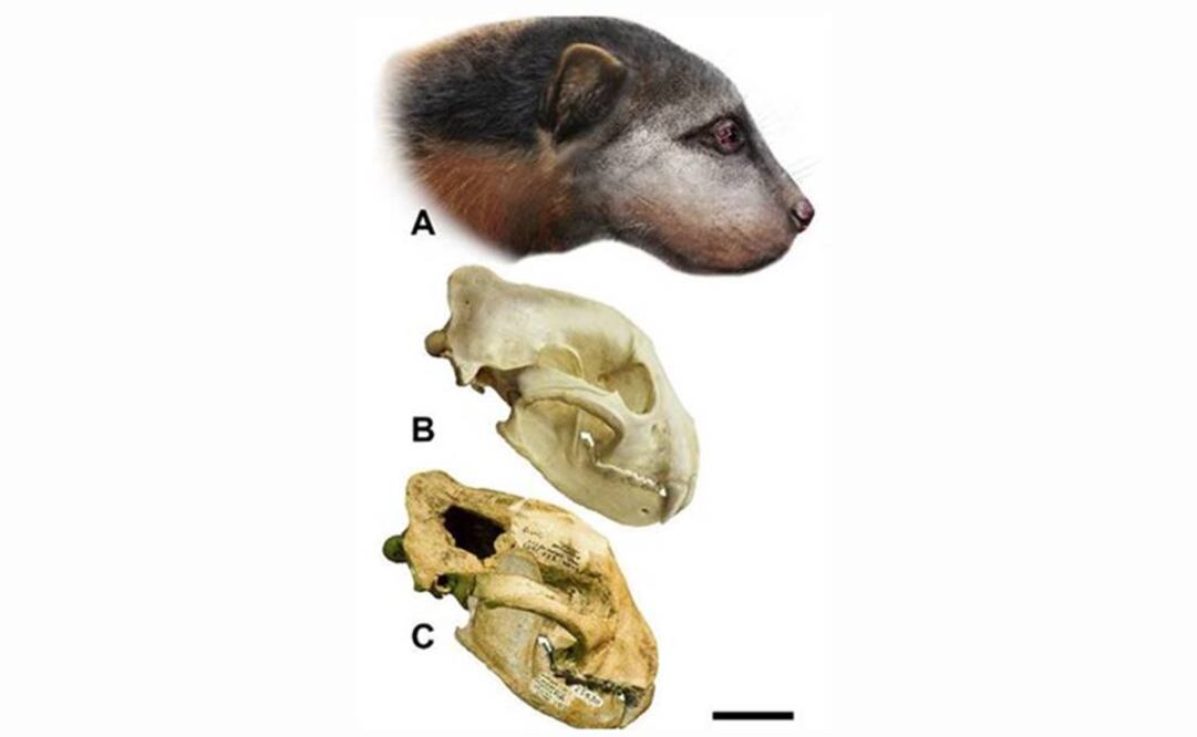 El Megalictis ferox, vivió en el Mioceno inferior, hace entre 22 y 18 millones de años, y fue el mayor de la familia de mustélidos. Foto: PLoS ONE