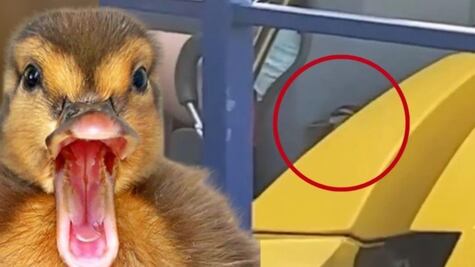 Pato se sube a una montaña rusa y disfruta de divertida experiencia