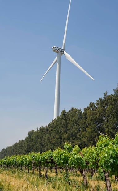 Foto: Cortesía / Richard Morley para Wine Institute.