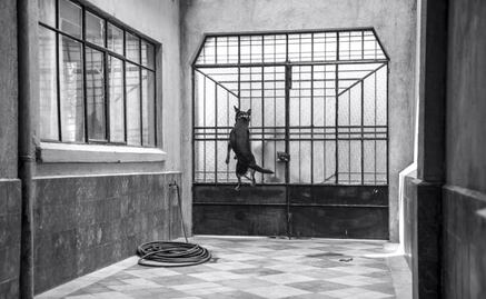 "Borras", el personaje más despreocupado de "Roma" tiene su cumbia