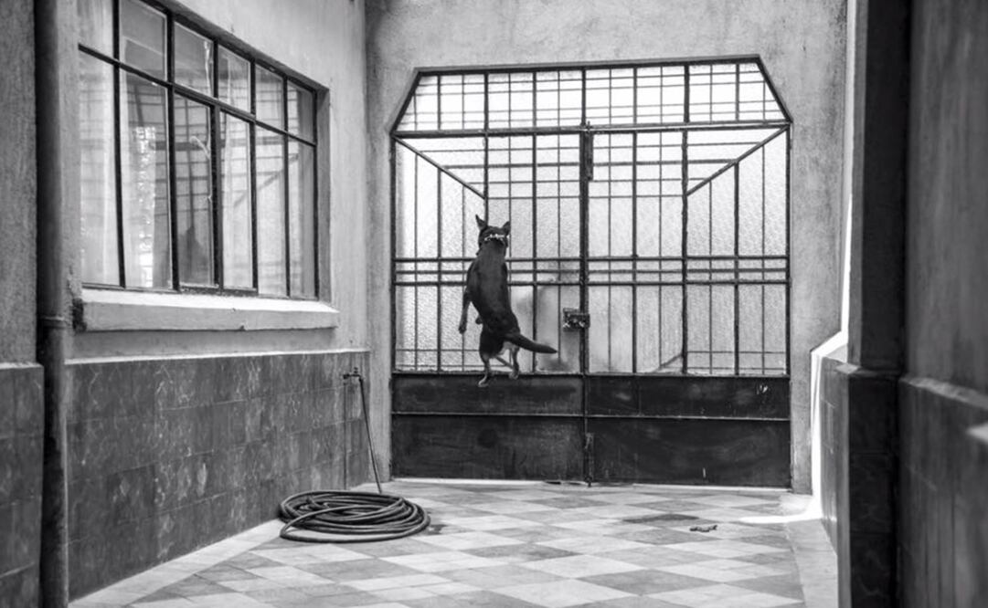 Foto: Facebook / Roma Película