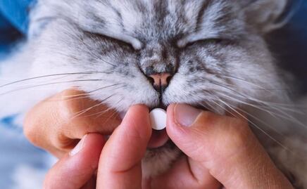 ¿Qué tan saludable es la enterogermina para gatos?; veterinaria responde