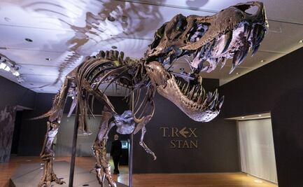 Stan, el T-Rex descubierto por un paleontólogo primerizo, busca romper récord en subasta millonaria