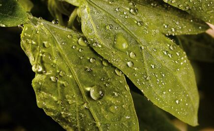 Por qué es bueno comer quelites durante la cuarentena