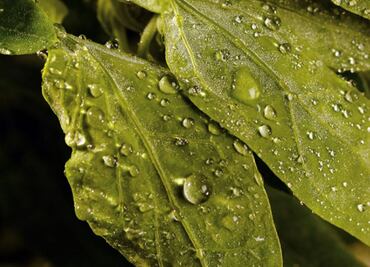 Por qué es bueno comer quelites durante la cuarentena