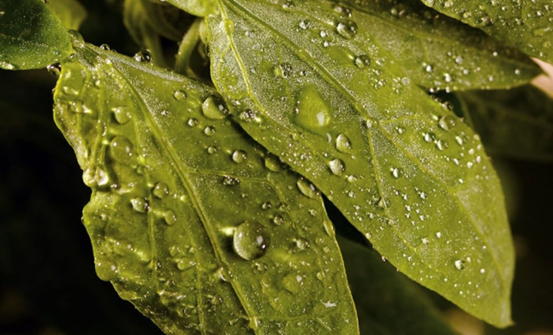 Un estudio de la UNAM reveló que combaten la gastritis / Foto: Pixabay