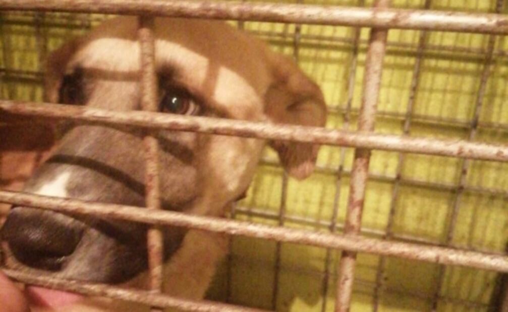 Temor por Covid-19 incrementa abandono de perritos y gatitos en Edomex 