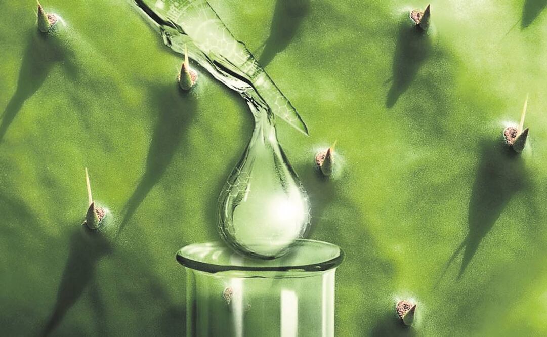 Es conocido como baba del nopal. Foto: Especial 