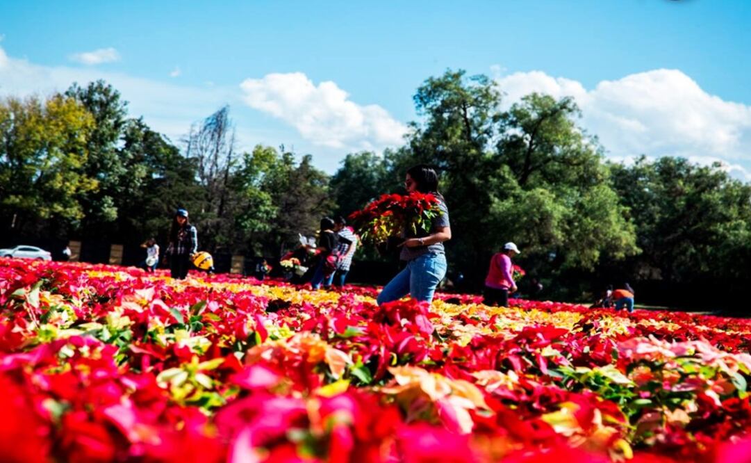 Thousands of poinsettias were sued to create the carpet - Photo: Taken from @SpectareMx Facebook Page