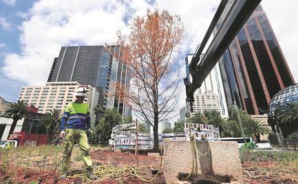 Cercarán ahuehuete para garantizar su adaptación