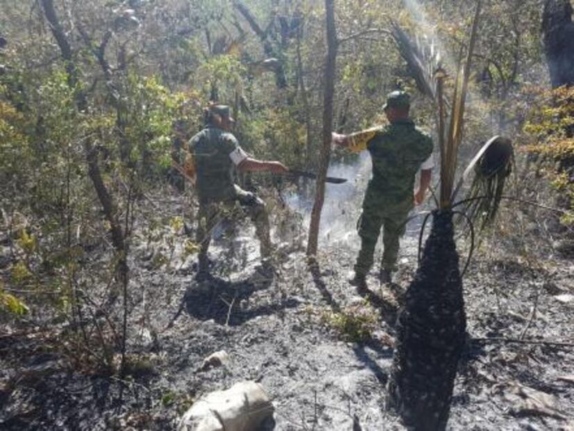 Controlan incendio forestal en Tamaulipas