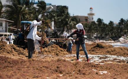Sargazo afecta gran diversidad de especies animales y pone en riesgo al Mar Caribe