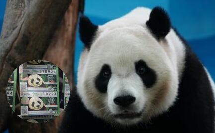 ​​Xin Xin cumple 35 años; así es el tierno boleto conmemorativo de Lotería Nacional con la imagen de la panda gigante