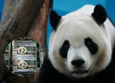 Xin Xin cumple 35 años; así es el tierno boleto conmemorativo de Lotería Nacional con la imagen de la panda gigante