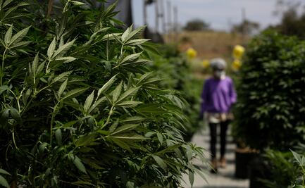 Demócratas reviven una ley para despenalizar la marihuana en EU