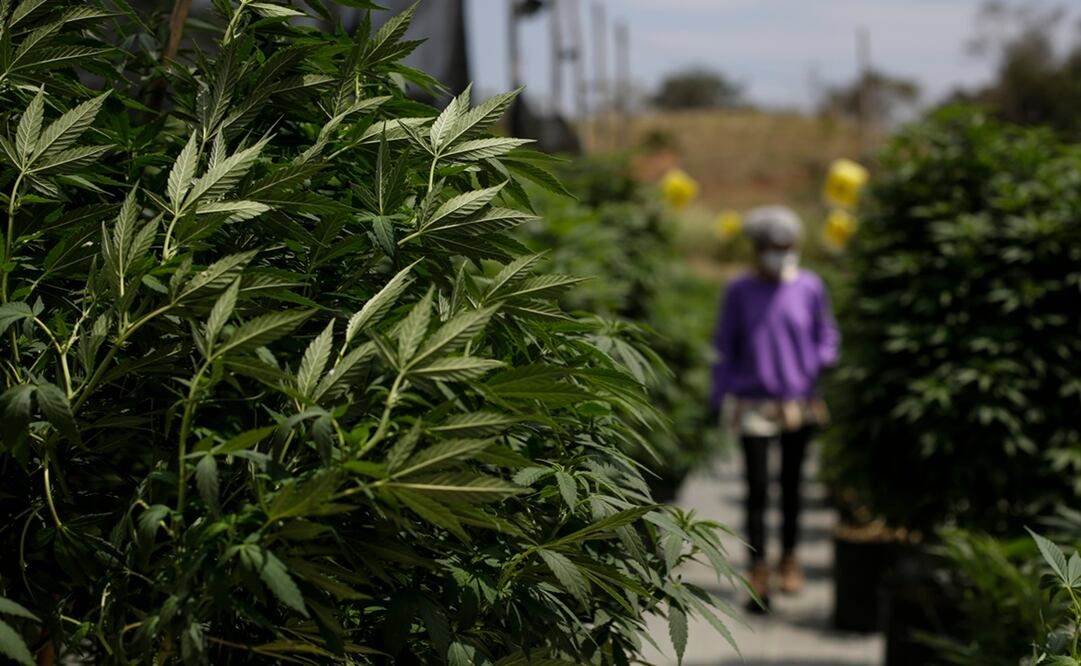 La iniciativa legislativa eliminaría la marihuana de la lista federal de sustancias controladas, permitiendo que cada estado decida su política en torno a esa sustancia. Foto: EFE