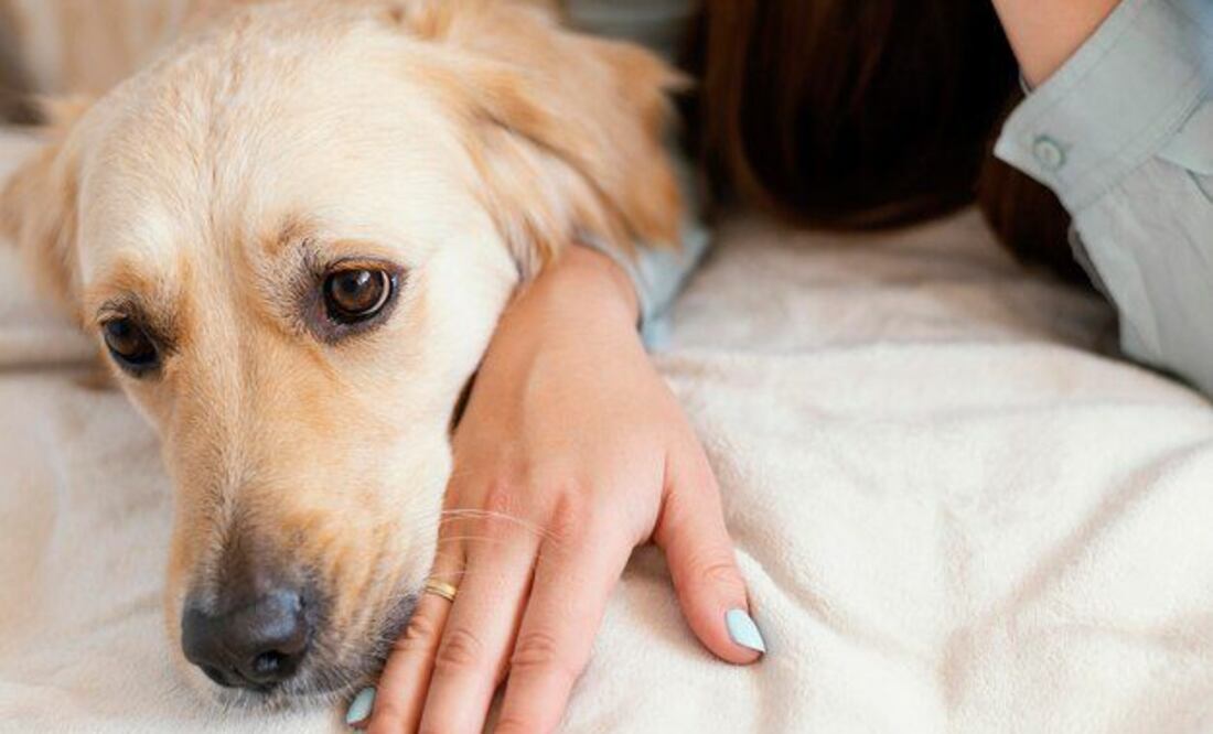 La gestión efectiva de los huevos de pulgas es crucial para mantener el bienestar de los perros. Fuente: Freepik.