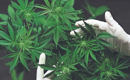 Cannabinooides no activos, con un gran potencial farmacológico 