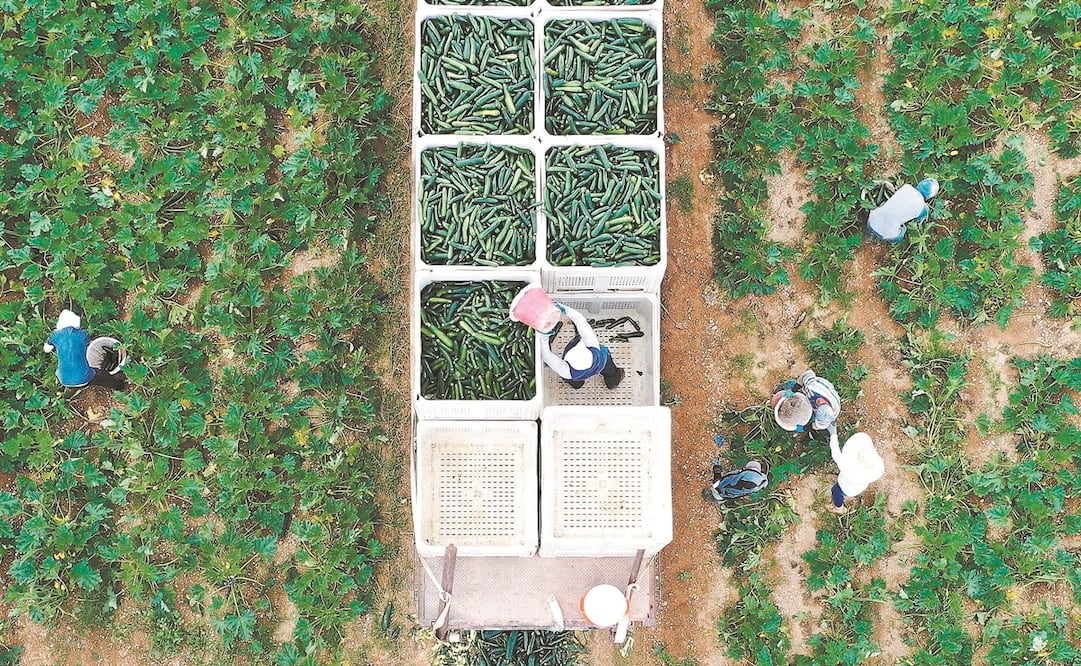 La empresa de contratación agrícola operaba en varios estados y utilizaba amenazas y deudas para controlar a los trabajadores. Foto: Archivo