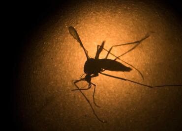 Inmunidad al Zika aumenta riesgo de sufrir dengue más grave