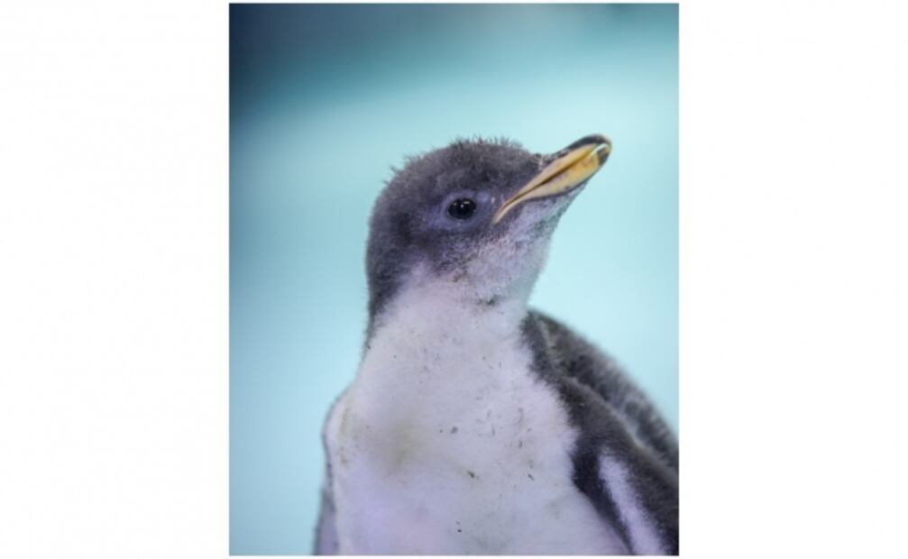 Alex, el pequeño y primer pingüino nacido en la CDMX