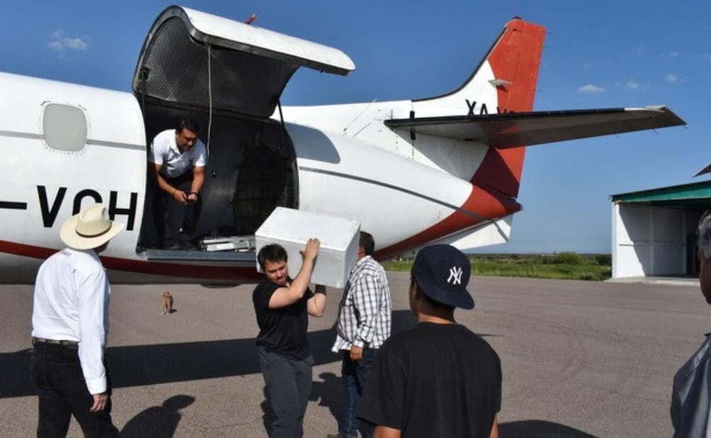 Liberan 14.9 millones de moscas estériles contra el gusano barrenador en Chihuahua (12/08/2026). Foto: Especial
