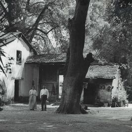 El bosque que nació por una fábrica de papel