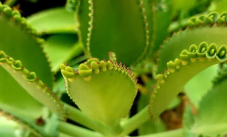 Para qué sirve el kalanchoe y cómo se toma
