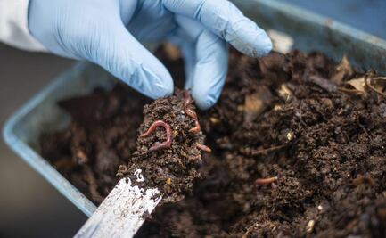 Científicos de la UNAM desarrollan lombricompostaje; una alternativa eficiente para el manejo de heces caninas