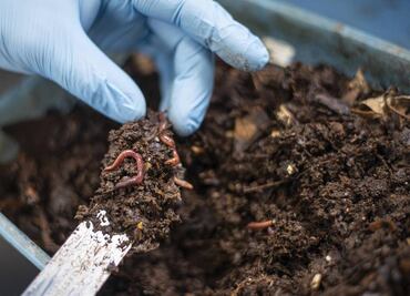 Científicos de la UNAM desarrollan lombricompostaje; una alternativa eficiente para el manejo de heces caninas