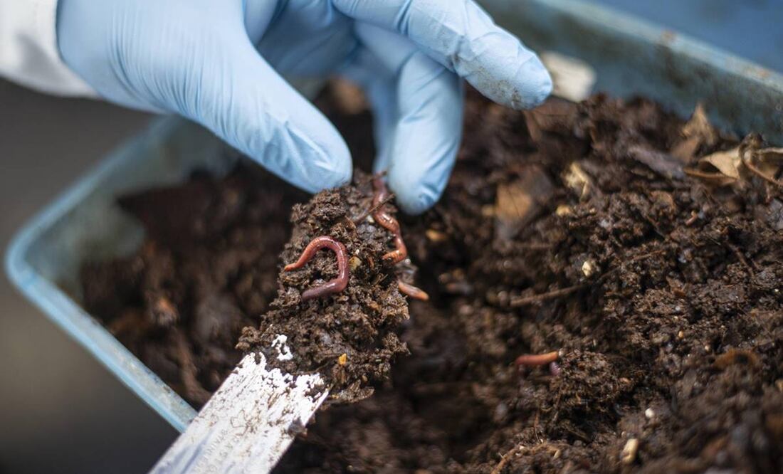 Científicos de la UNAM crean composta con heces caninas y lombrices. Foto: Especial