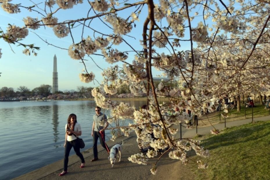 Hace 100 años se plantaron árboles en honor de periodistas