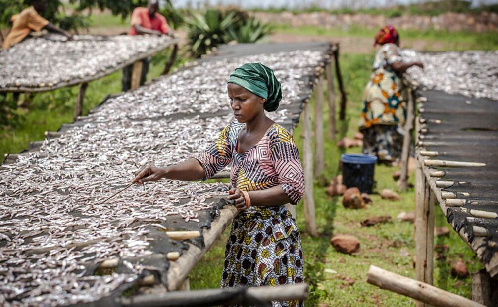 Una mujer extiende espadines al sol a orillas del lago Tanganica, Tanzania. Su labor refleja el rol esencial de las mujeres en la cadena de poscaptura de la pesca artesanal.  |  CRÉDITO: © FAO / LUIS TATO