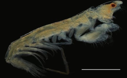 Mexican scientists discover a new crustacean