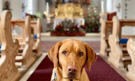 Perrito "canta" en medio de una misa y cosecha fans en la iglesia que colocan letras a sus melodías