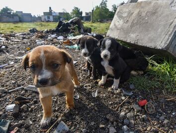 ¿Los perros viven el duelo cuando muere otro perro?