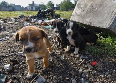 ¿Los perros viven el duelo cuando muere otro perro?