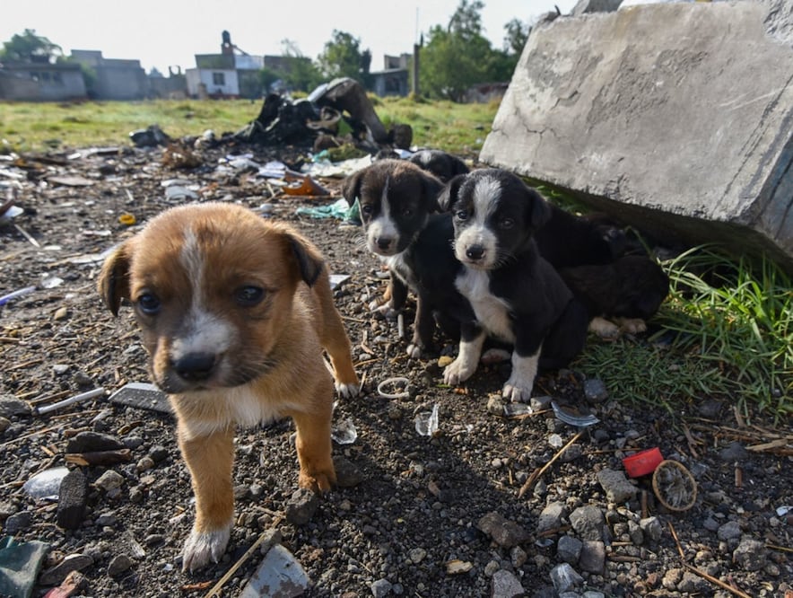 El 86% de los propietarios observó cambios negativos en el comportamiento del perro superviviente. Foto: Crisanta Espinoza Aguilar, Cuarto Oscuro, archivo