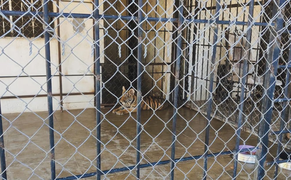 Rescatan a dos tigres de bengala en domicilio de Sinaloa (19/09/2026). Foto: Tomada de X (@PROFEPA_Mx)