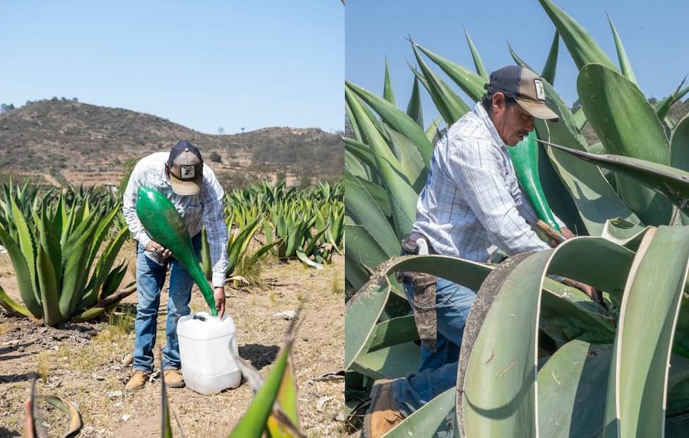 Fotos: Rancho La Gaspareña
