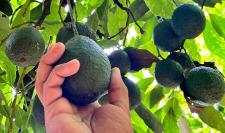 AMLO asegura que producción de aguacate en Michoacán no está vinculada al narcotráfico