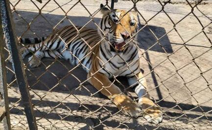 Juez procesa a dos por posesión ilícita de fauna en peligro de extinción; tenían antílopes, tigres, leones y jaguares