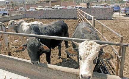 Robos de ganado tienen un alto impacto: empresarios