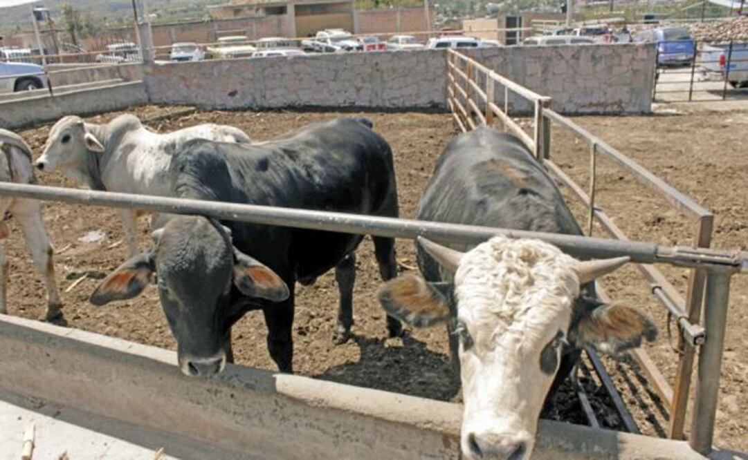 Desde enero se intensificaron los robos en Puebla y en los últimos dos meses en los altos de Jalisco se registró el saqueo por mil 200 cabezas de ganado gordo (Foto: Archivo EL UNIVERSAL)