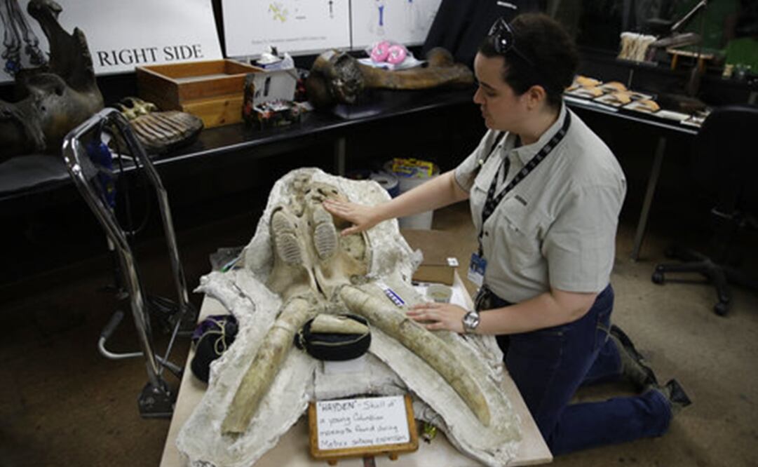 La paleontóloga Ashley Leger muestra el cráneo de un mamut encontrado durante las excavaciones para ampliar la red de subterráneos de Los Ángeles. (AP Photo/Jae C. Hong)