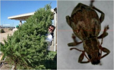 México regresa a EU 592 árboles de navidad con plagas