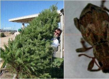 México regresa a EU 592 árboles de navidad con plagas