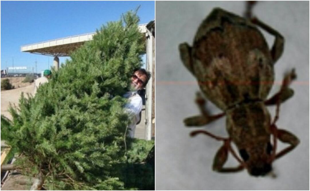 Foto: Tomada de @PROFEPA_Mx