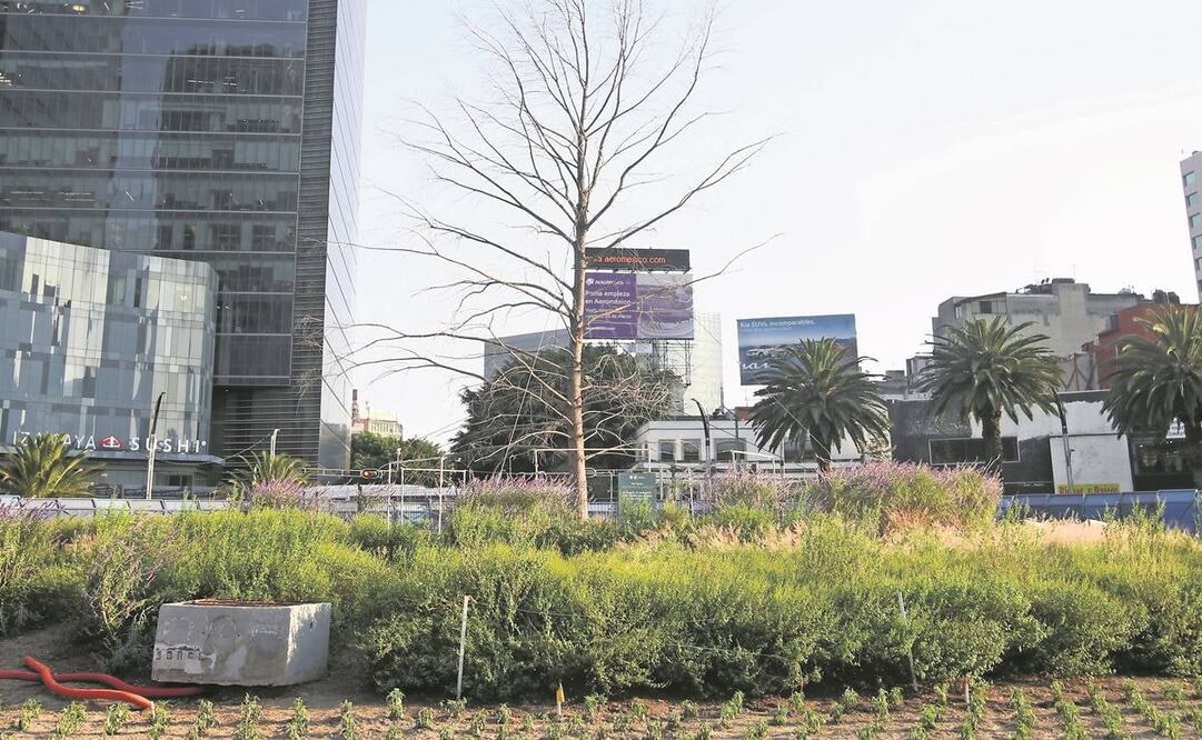 La Sedema informó que se ha brindado el mantenimiento necesario para la adaptación y desarrollo del árbol, como son riegos continuos, poda de ramas, entre otros. Foto: Valente Rosas/ El UNIVERSAL